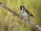 Goldfinch, Carduelis carduelis, perched on his perch