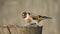 Goldfinch carduelis carduelis sitting on the winter bird feeder