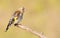 Goldfinch, Carduelis. Young bird fluffed feathers