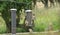 Goldfinch chick feeding from Tube peanut seed Feeder at table