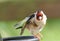 Goldfinch chick on a gate in wooda in UK