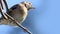 Goldfinch chick on a gate in wooda in UK