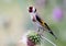 The goldfinch close up portrait