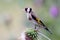 The goldfinch close up portrait