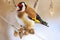 Goldfinch and cold winter