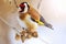 Goldfinch and cold winter with sunny hotspot