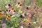 Goldfinch in Coneflowers 2020 I