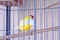 Goldfinch A cute yellow bird inside the cage