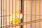 Goldfinch A cute yellow bird inside the cage