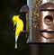 Goldfinch eating from bird feeder