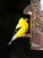 Goldfinch eating from bird feeder