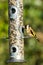 Goldfinch on Feeder