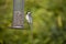 Goldfinch on feeder