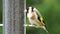 Goldfinch feeding at a bird table UK