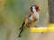 Goldfinch feeding on Niger seeds from a seed feeder in my garden