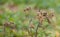 Goldfinch feeding on Thistle plant