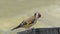 Goldfinch feeding from a Tube peanut seed Feeder