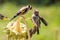 Goldfinch feeds his secondary growth on a sunflower