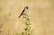 goldfinch in the field in summer