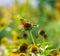 Goldfinch looking alert on a coneflower