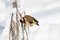 Goldfinch, a multi-colored colorful bird from the Finch family sits on a branch of a Bush with seeds and pecks them. Snowy winter