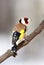Goldfinch over the branch