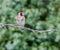 Goldfinch perched on apple tree branch