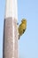 Goldfinch perched on a bag