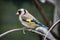 Goldfinch perched on a bent branch