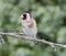 Goldfinch perched on branch of apple tree