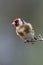 Goldfinch Perched on Budding Twig: Winter Serenity