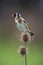 Goldfinch perched on Teasel seed head