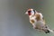 Goldfinch Perched on Twig in Winter