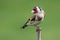 Goldfinch perching on a branch