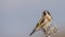 Goldfinch Perching on Thistle Looking Back