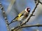 Goldfinch perching in the woods