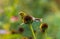 Goldfinch on a pink coneflower