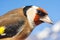 Goldfinch portrait close-up