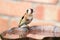 Goldfinch sat on bird bath