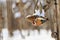 Goldfinch sits on a sunflower on a winter day