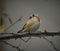 Goldfinch is sitting on grey branch and ruffling feathers.