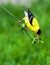 Goldfinch on a Stem in High Dynamic Range