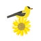 Goldfinch on sunflower cute cartoon vector icon