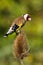 Goldfinch on Teasle