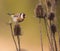 Goldfinch on Thistle plant