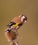 Goldfinch on Thistle plant