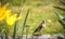 A goldfinch on a wall among the flowers