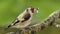 Goldfinch in a wood with flyâ€™s in its beak to feed chicks