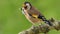 Goldfinch in a wood with flyâ€™s in its beak to feed chicks