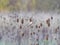 Goldfinches (Carduelis carduelis) on cardoons (Dipsacus) in autumn near Würzburg and pick out the seeds